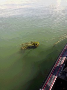 な、なんとかかんとか